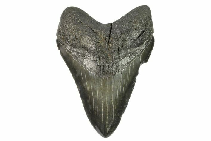 Serrated, Fossil Megalodon Tooth #125335